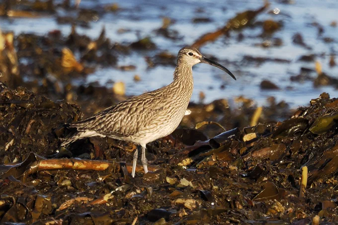 Whimbrel.