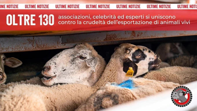 ovini su un camion affollato per il trasporto. Si legge: oltre 130 associazioni, celebrità ed esperti si uniscono contro la crudeltà  dell’esportazione di animali vivi.