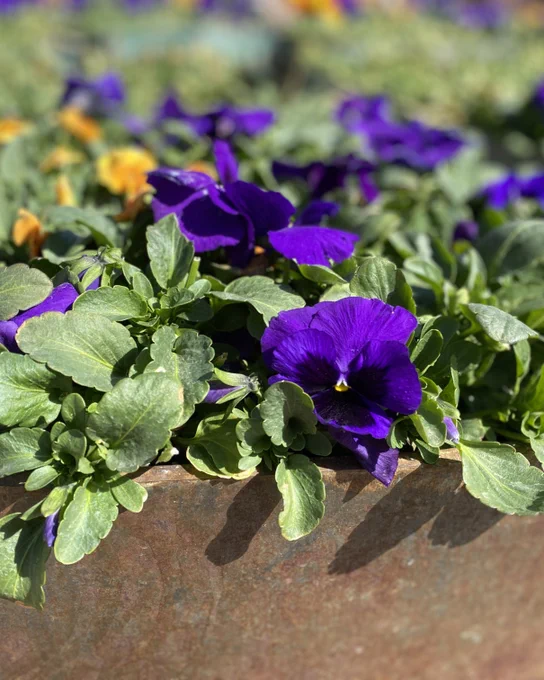 Close-up of vibrant purple pansies blooming amidst lush green leaves in a garden planter under bright sunlight.