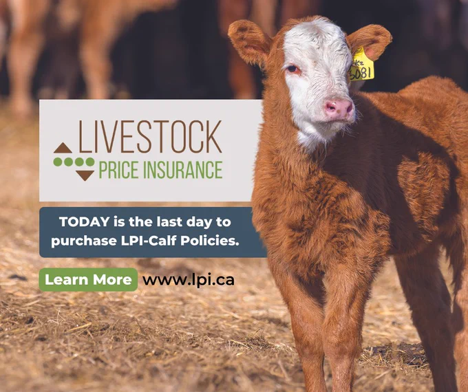Young brown and white calf standing in a barnyard with a tag in its ear, promoting Livestock Price Insurance and last day to buy LPI-Calf policies.