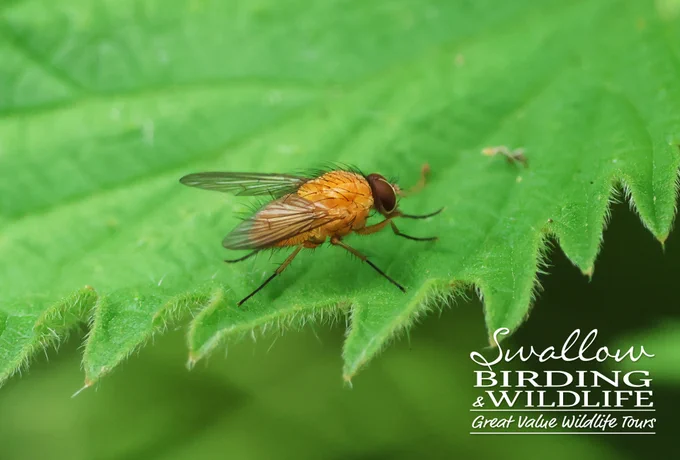 Phaonia pallida