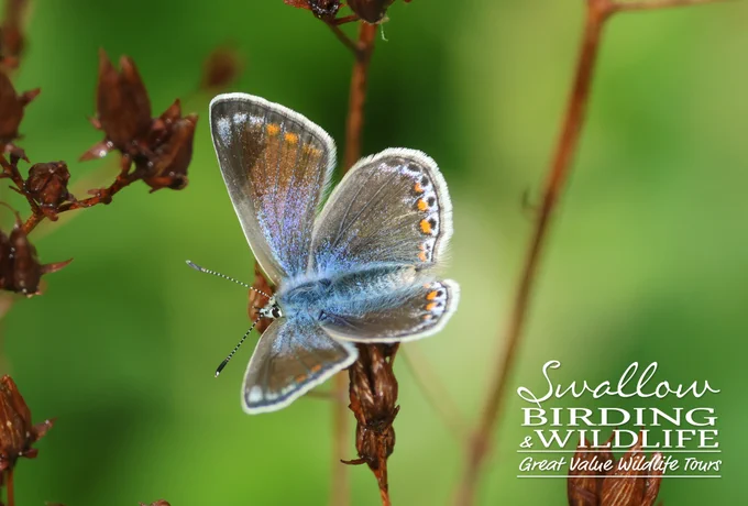 Common Blue Butterfly