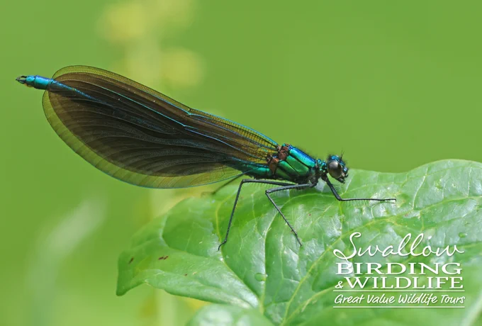 Beautiful Demoiselle