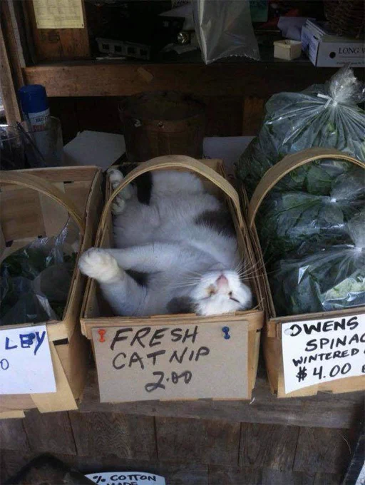 A white cat sleeping in a store box filled with catnip.