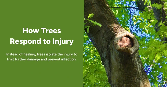 a mature oak tree with visible wound wood around a previous pruning cut