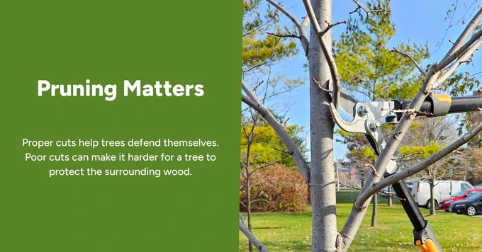 close up of branch pruning in action