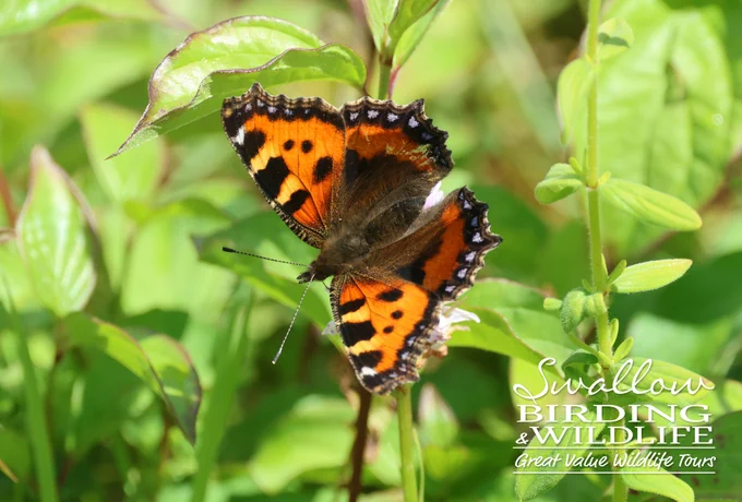 Small Tortoiseshell
