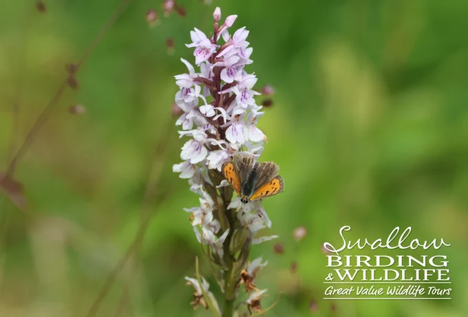 Small Copper on Common Spotted Orchid