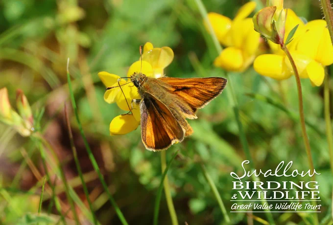 Large Skipper