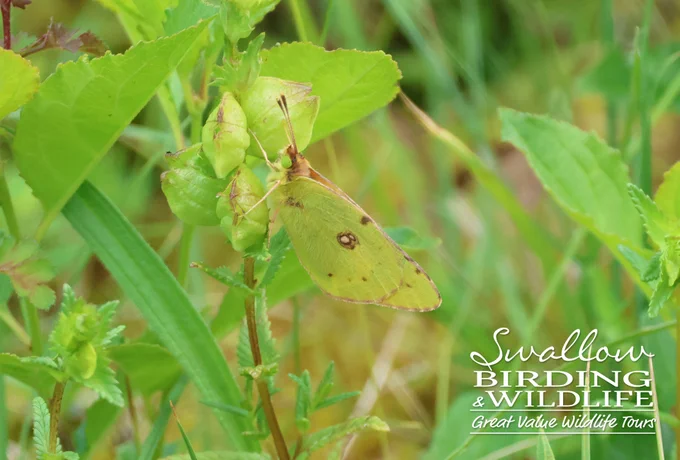 Clouded Yellow