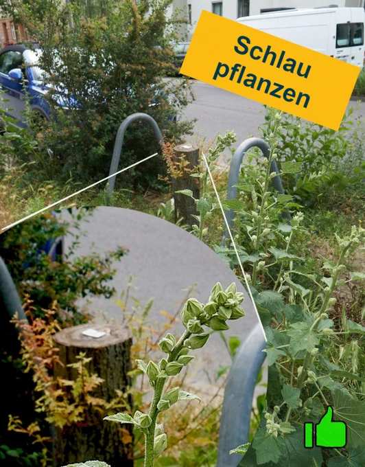 Auf einer Baumscheibe steht ein halbhoher Baumstumpf, aus dem bereits wieder frische Triebe sprießen