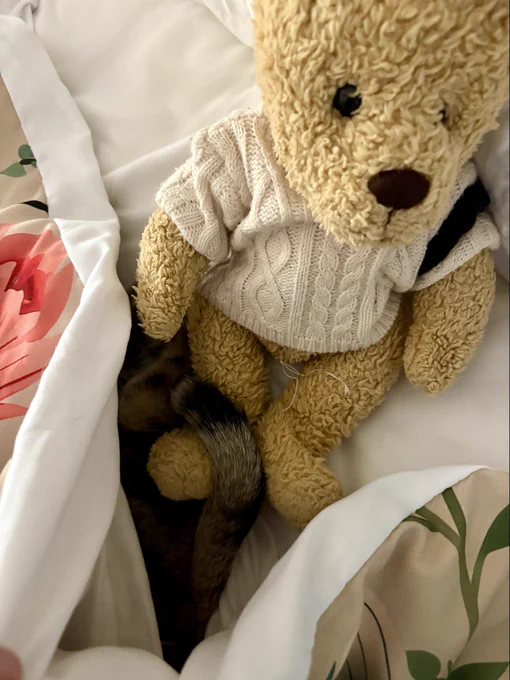 a teddy bear wearing a white sweater is sitting in a bed. a stripy cat tail is wrapped around his foot, but the rest of the cat is hidden under blankets