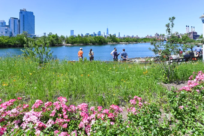 People standing along the edge of a beachside park with pink flowers poking through the opening.