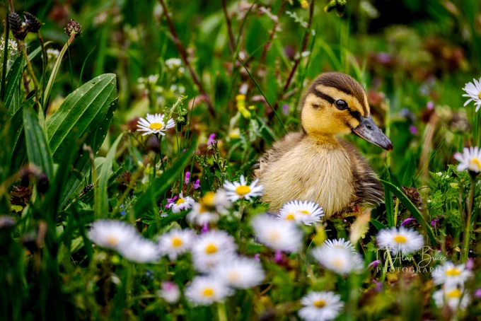 A cute duckling is walking through a meadow filled with wildflowers.