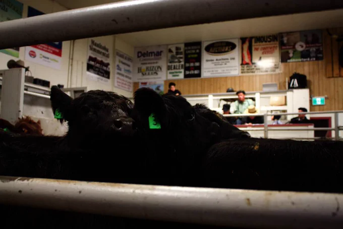 Only three of Manitoba’s auction marts held cattle sales in the first week of June