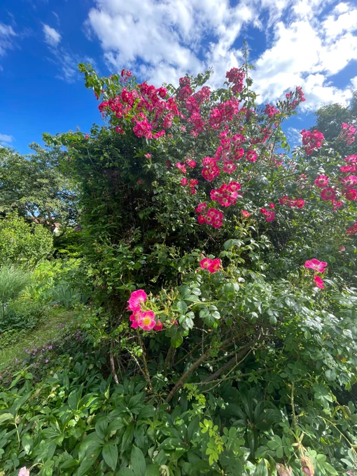 Kräftig Pink blühende Kletterrose vor blauem Himmel.