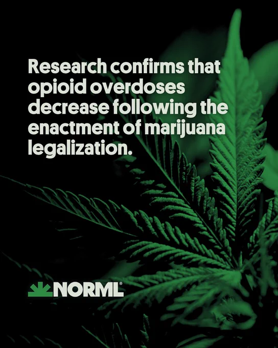 Headline reads, "Research confirms that opioid overdoses decrease following the enactment of marijuana legalization." Close-up image of cannabis leaves.