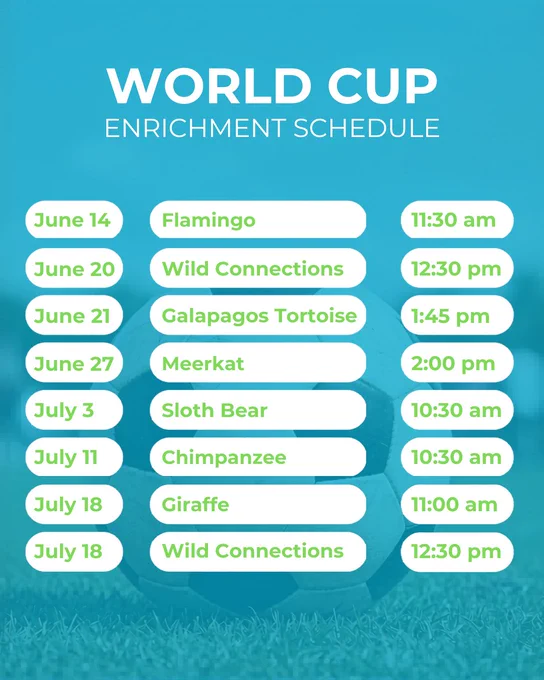 A schedule for the World Cup Enrichment is shown. The dates and activities are as follows: June 14 - Flamingo at 11:30 am, June 20 - Wild Connections at 12:30 pm, June 21 - Galapagos Tortoise at 1:45 pm, June 27 - Meerkat at 2:00 pm, July 3 - Sloth Bear at 9:30 am, July 11 - Chimpanzee at 10:00 am, July 18 - Giraffe at 11:00 am, and Wild Connections again at 12:30 pm. The background features a soccer ball on grass.