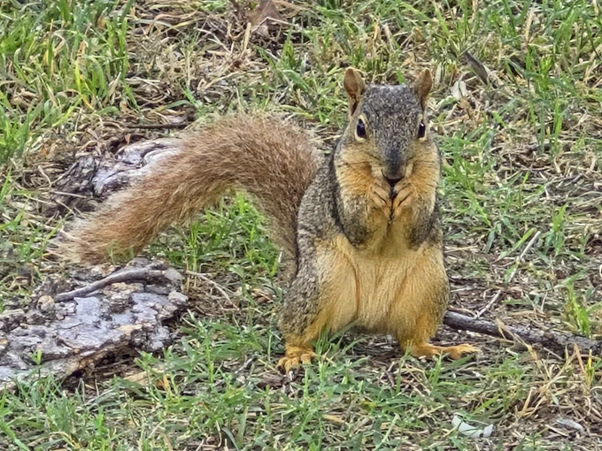 A squirrel perched on its hind legs on the ground, nibbling at something in its paws