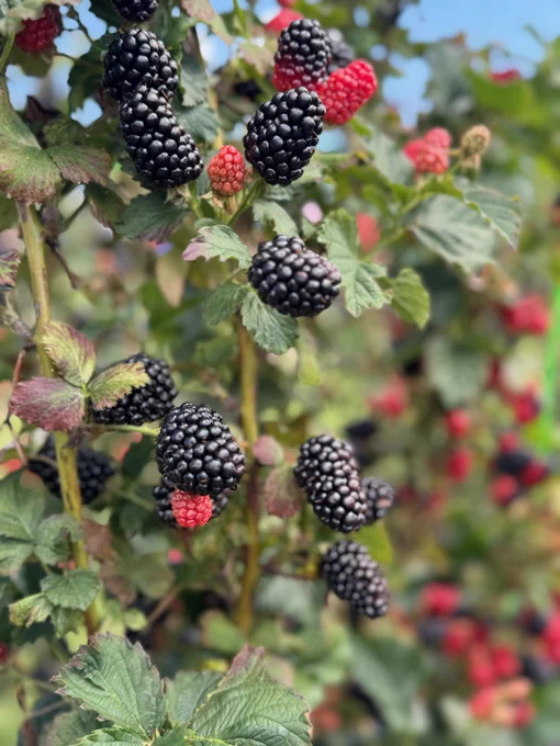 Blackberries on the canes at the Fruit Research Station.