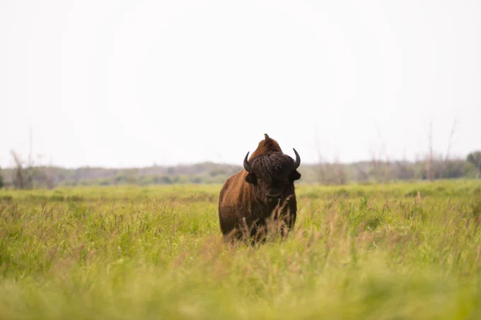 Looking towards the viewer, a large brown wood bison standing in tall green grasses underneath a gray sky with a strip of forest in the background.