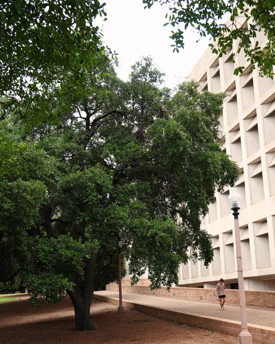 A large, lush green tree stands beside a paved pathway. On the right, a modern building with a repeating square pattern on its facade. A young man walks on the path away from the camera, with two lampposts along the route.