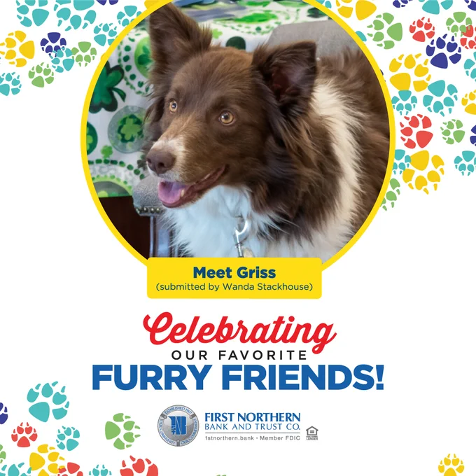 Friendly, fluffy dog.
