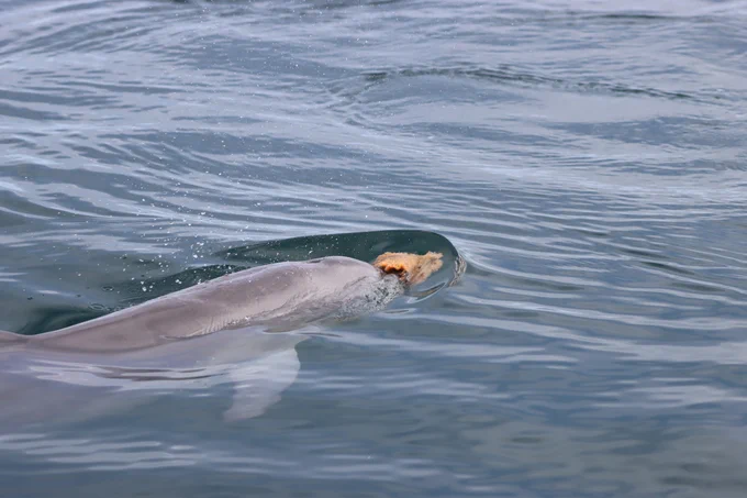 A dolphin swimming near the surface of the water with a piece of bread in its mouth.