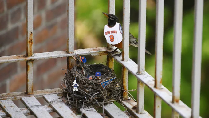 A nest of baby robins decked out in Knicks gear struggle to survive. Luckily, their mother (in a #8 Knicks jersey as a nod to OG Anunoby) has arrived.