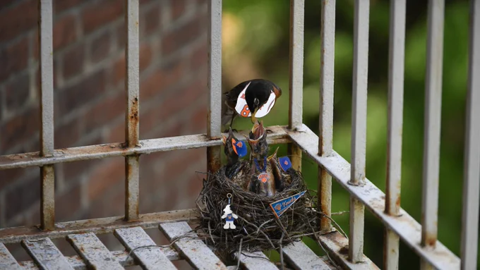 That same nest of baby robins reach out with mouths wide open as their mother feeds them. 