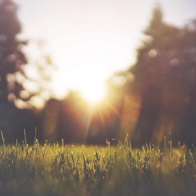 The sun shines brightly over a yard. 