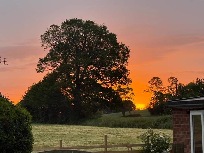 View from the garden early this morning with an Oak in the sunrise