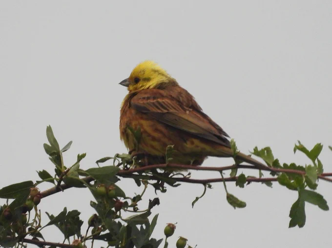 Yellowhammer on a bush