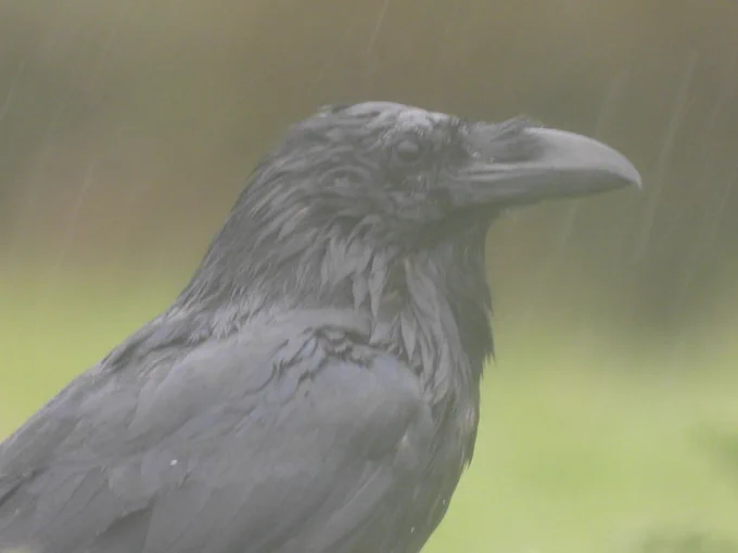 Raven in the rain
