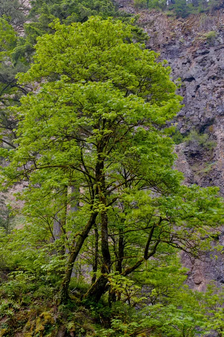 A tall green tree grows in front of a rugged rocky cliff, with bright spring leaves filling most of the frame. Dark branches and moss-covered trunks rise from a shaded forest floor, while the gray and brown canyon wall behind the tree adds texture and contrast. The photo feels fresh, quiet, and deeply rooted in the landscape.
