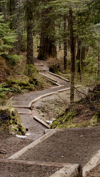 A vertical photo of a quiet forest trail winding through dense evergreen trees. The path is bordered by logs and wooden steps, with moss-covered rocks, roots, ferns, and damp soil along the edges. Tall tree trunks and green branches fill the background, creating a shaded woodland atmosphere. The trail curves gently into the forest, inviting the viewer to follow it deeper into the trees. The photo makes me feel peaceful, grounded, and ready for a slow walk through the woods.