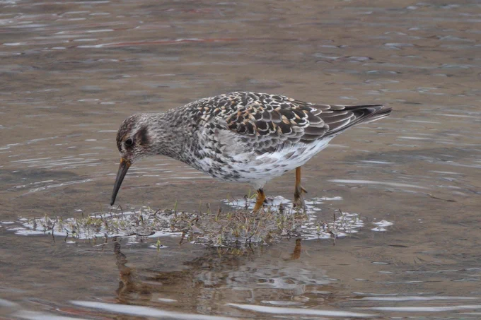 Purple sandpiper