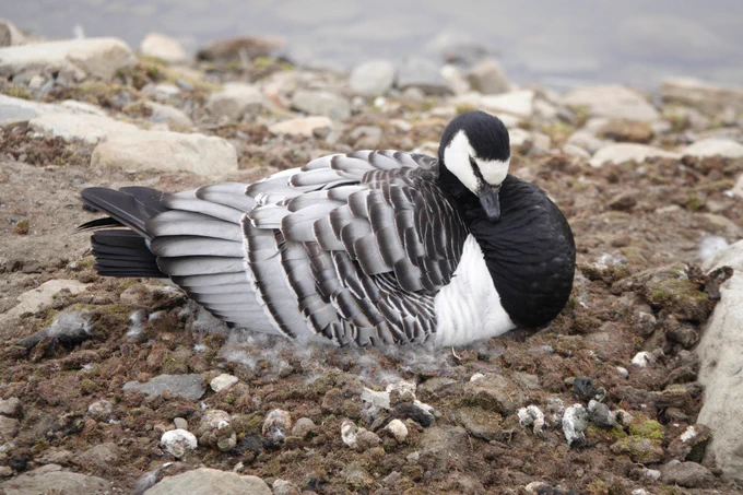 Barnacle Goose