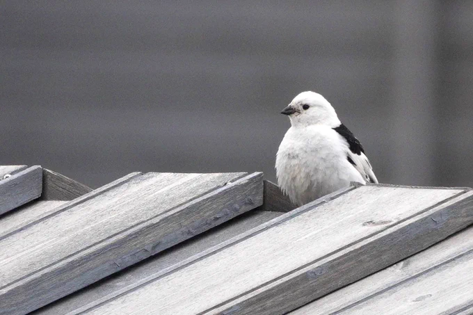 Snow Bunting