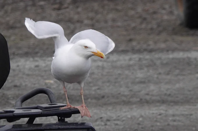 Glaucous Gull