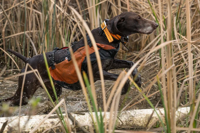 A Nutria Scat Detection Team visits the California Department of Water Resources (DWR) Dutch Slough Tidal Habitat Restoration Project to survey for the presence of invasive nutria in the Sacramento-San Joaquin Delta. Photo taken February 26, 2026.