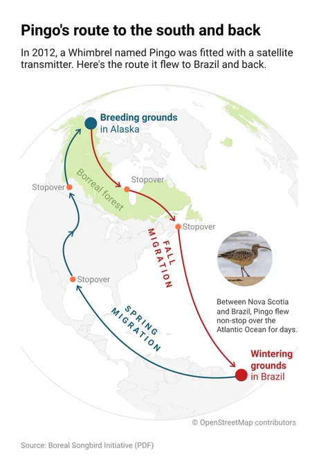 Map of the migration route of Pingo, a Whimbrel fitted with a satellite transmitter in 2012. In fall, Pingo flew from Alaska across Canada and non-stop over the Atlantic to Brazil; in spring, it returned north over Central America and the US with several stopovers.