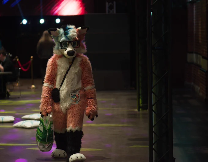 Blorange fox going for a walk