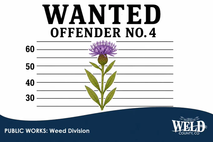Illustration of a thistle plant labeled as 'Wanted Offender No. 4' with height lines behind it.