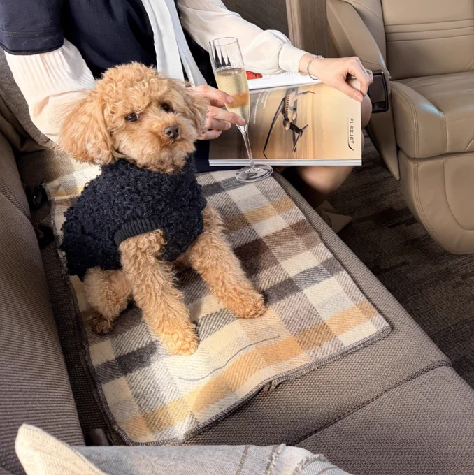 A small, curly-haired dog wearing a sweater sits on a plaid blanket in a luxurious private jet. Next to the dog, a person holds a glass of champagne and a magazine.