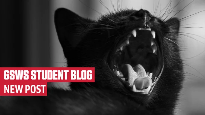 GSWS Student Blog: New Post
Photo: A yawning black cat, showing its fangs.