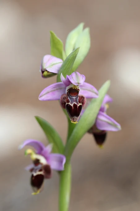 Ophrys lapethica © Jon Dunn