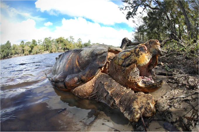 A close-up photo of an alligator snapping turtle. 