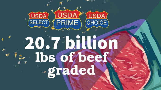 Illustration showing three beef grades: USDA Select, USDA Prime, and USDA Choice, above raw beef cuts. The text reads "20.7 billion lbs of beef graded."
