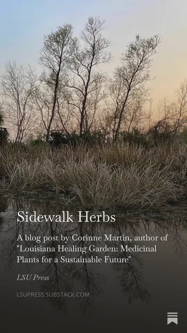 Tall, sparse trees and dry grasses by a calm water body at dusk with a soft pastel sky. Superimposed, the words "Sidewalk Herbs: A blog post by Corinne Martin, author of 'Louisiana Healing Garden: Medicinal Plants for a Sustainable Future.'"